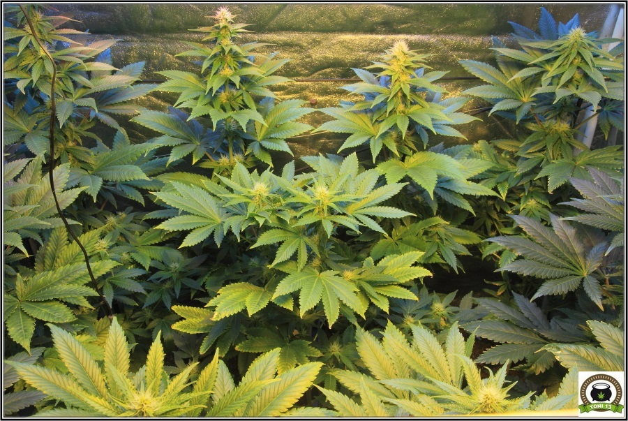 13- Actualización del cultivo de marihuana: Tres semanas a 12/12 2