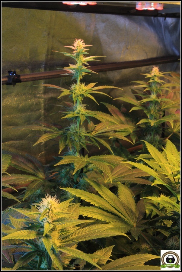 13- Actualización del cultivo de marihuana: Tres semanas a 12/12 3