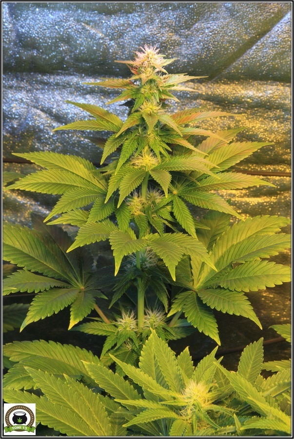 13- Actualización del cultivo de marihuana: Tres semanas a 12/12 4