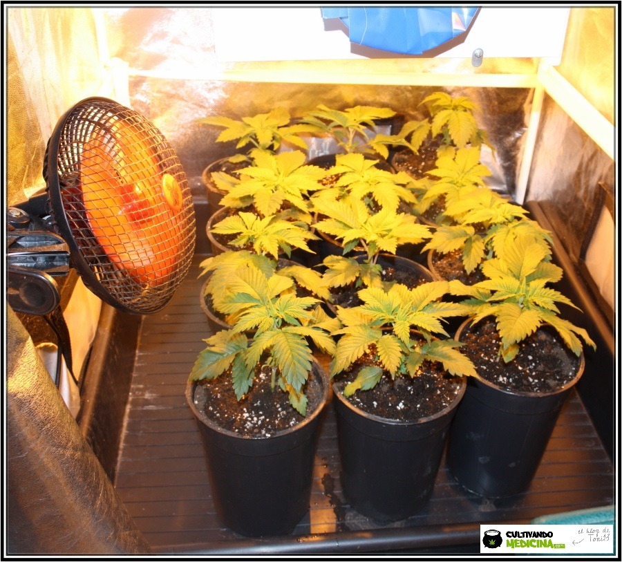 Presentación Star-13 Primera semana de floración del cultivo de marihuana 1