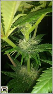 4- Star-13 Día 42 de floración en el cultivo de marihuana, esto ha cambiado 4