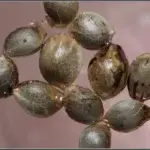 Comienzo nuevo cultivo: Somango#47 y Critical#47
