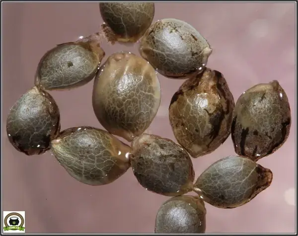 Somango 47