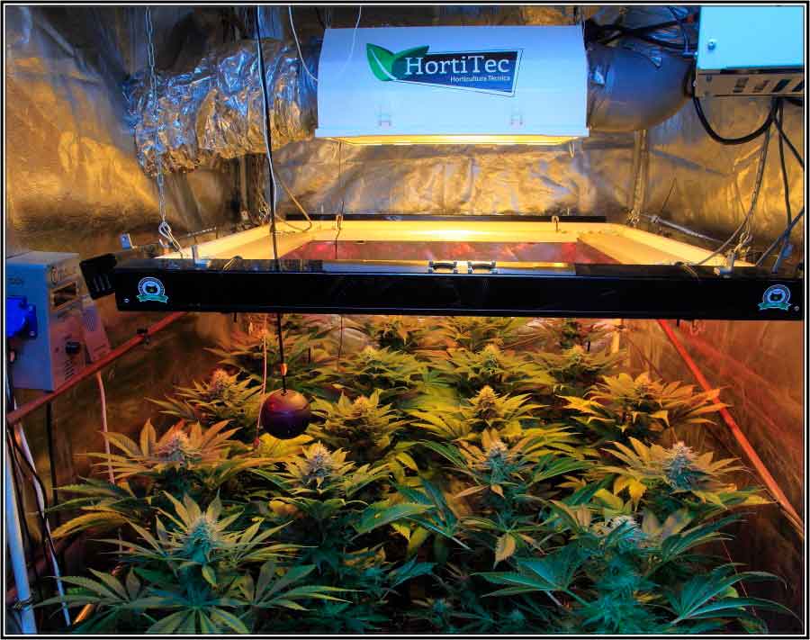20-Termino 5º semana de floracion cultivo cannabis armario interior-1