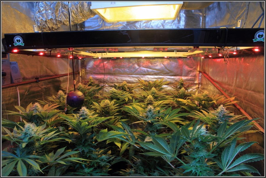 20-Termino 5º semana de floracion cultivo cannabis armario interior-3