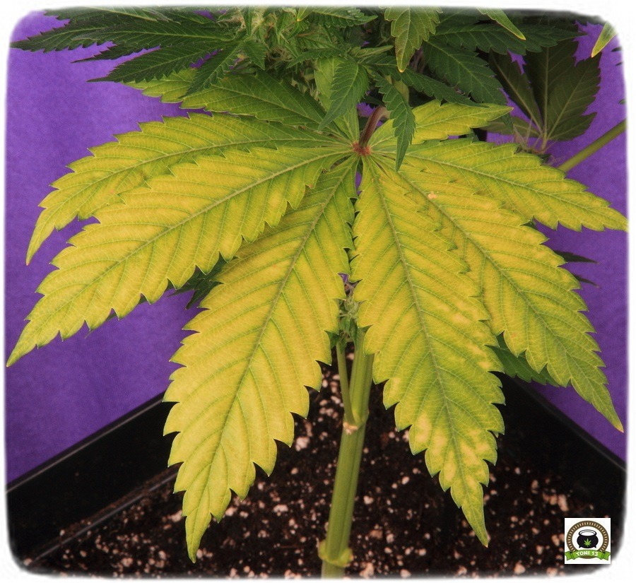 21-Termino 7º semana en el cultivo de marihuana desde el cambio a 12/12-4
