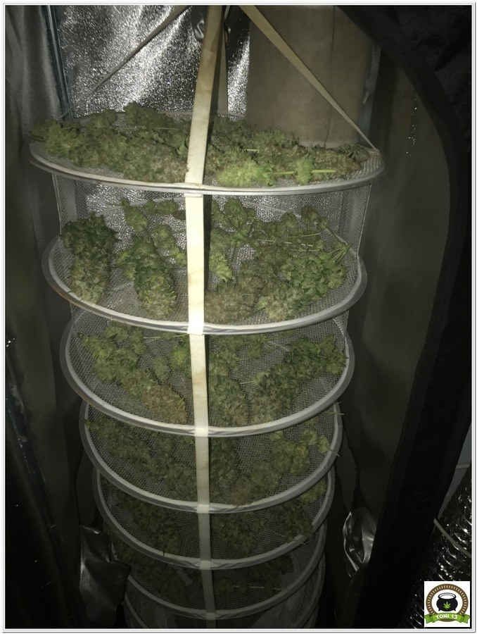 Armario de interior para el cultivo de marihuana Dark box light