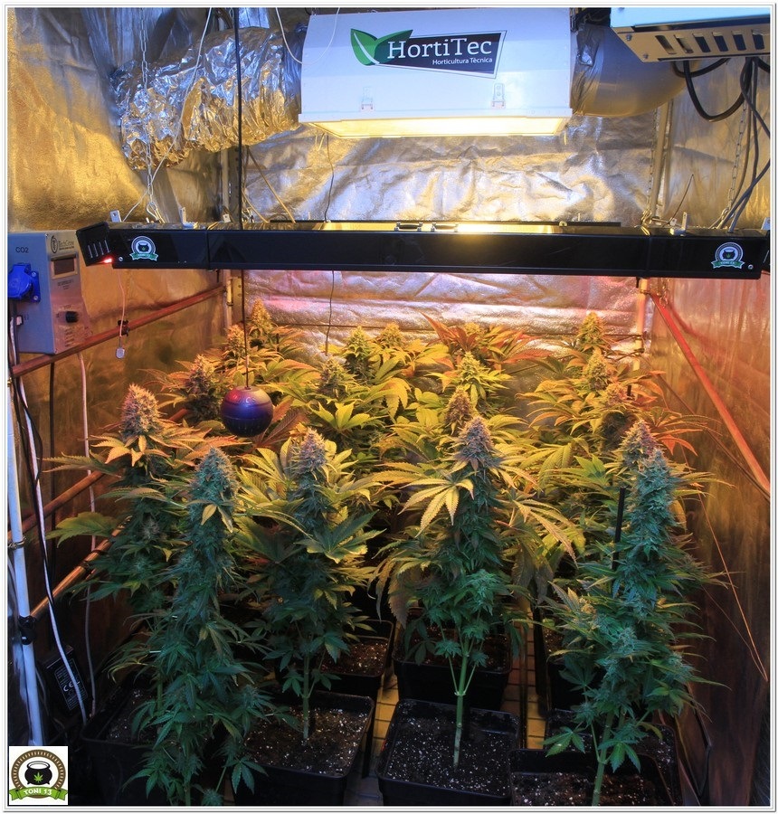 cultivo de marihuana armario de interior hortitec sodio LED floración 2
