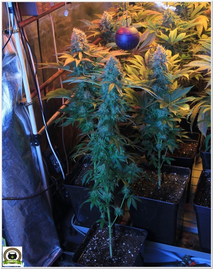 cultivo de marihuana armario de interior sodio LED floración 3