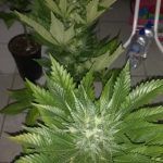 5- Star-13 resumen de las últimas semanas del cultivo de marihuana