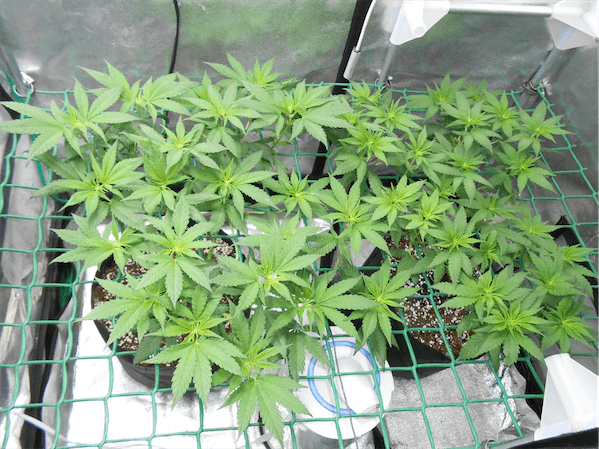 6- Primera semana a 12/12, el cultivo de marihuana empieza a coger forma 1