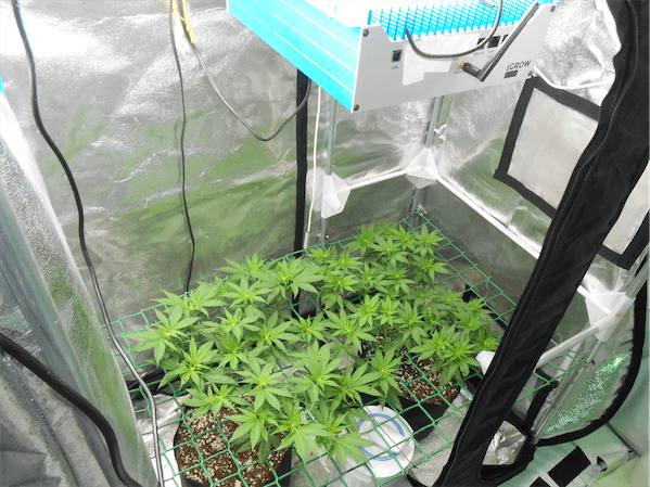 6- Primera semana a 12/12, el cultivo de marihuana empieza a coger forma 2