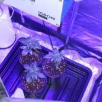 3- Día 40 de crecimiento del cultivo de marihuana Mini SCROG LED OSRAM