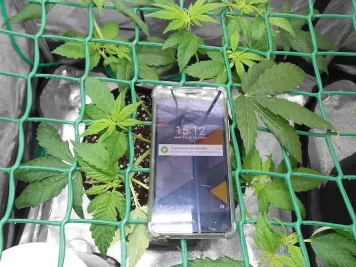 LED Osram para Cultivo
