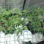 4- Podas y seguimos con la marcha del cultivo de marihuana Mini SCROG