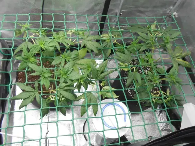 poda scrog
