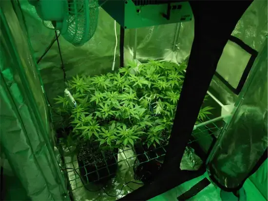 cultivo de marihuana mini scrog