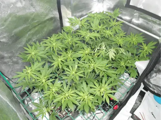 cultivo de marihuana mini scrog