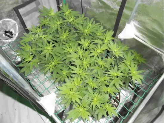 cultivo de marihuana mini scrog