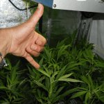9- Seguimiento de marihuana mini SCROG en suspensión