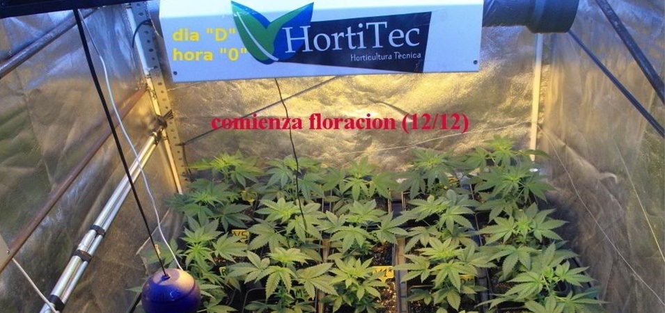 Cómo y cuándo pasar a floración las plantas de marihuana 1212