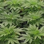 Cómo regar plantas de marihuana. Técnica de regado, horarios, PH y EC