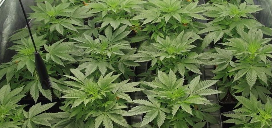 Cómo regar plantas de marihuana: Guía paso a paso regar marihuana.