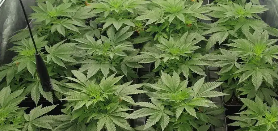 Regar plantas de Marihuana