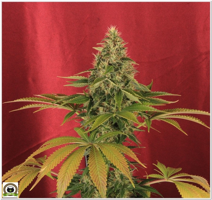 punta de Somango47 a la venta por Hortitec del banco de semillas de marihuana Positronics