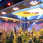 Cómo calcular la potencia lumínica en un cultivo interior de marihuana