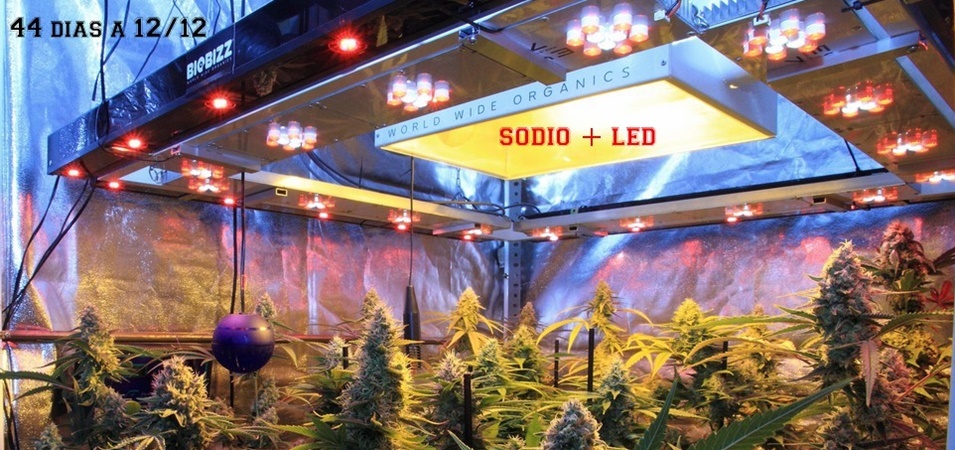 Cómo calcular la potencia lumínica en un cultivo de interior de marihuana