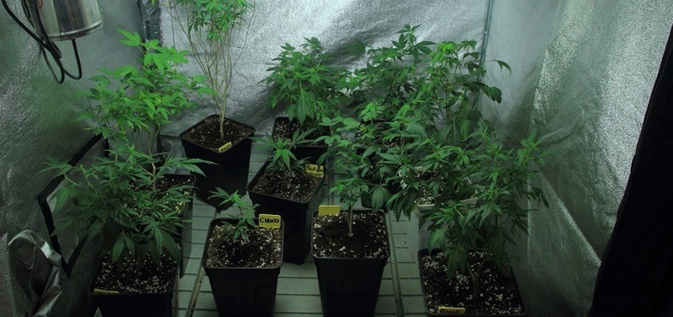 Cómo seleccionar y conservar las plantas madre de marihuana