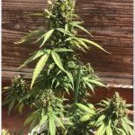 Actualización cultivo de exterior de marihuana 2017, cosechadas automáticas Venus Genetics