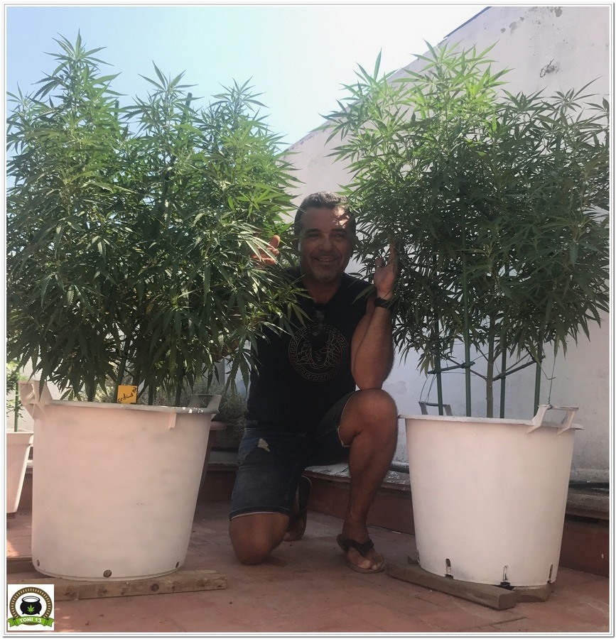 cultivo de exterior de marihuana en terraza con Toni13