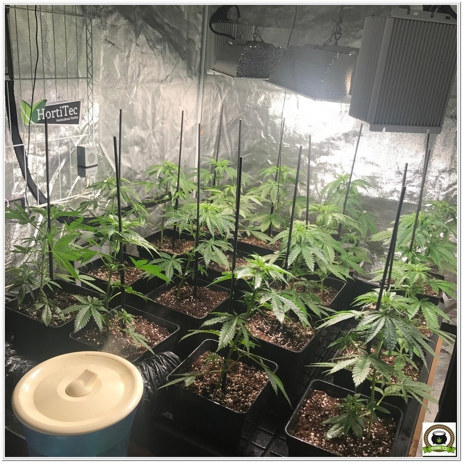 8- Seguimiento marihuana LEC Criti-13: 28 días de crecimiento de las plantas de cannabis
