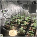 7- Seguimiento marihuana LEC Criti-13: Moldeo lumínico en el cultivo