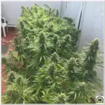 Fin del cultivo exterior de Positronics 2017: Chizpa y Critical#47