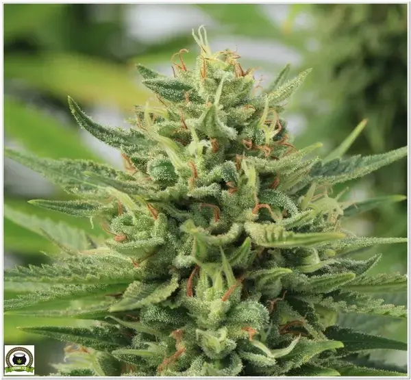 Variedad de marihuana Critical#47 del banco de semillas Positronics 1