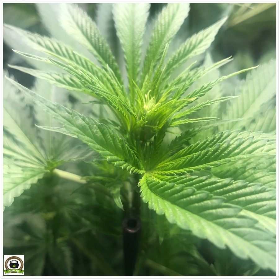 12- cultivo marihuana LEC Criti-13: Primeros 17 días de floración 2