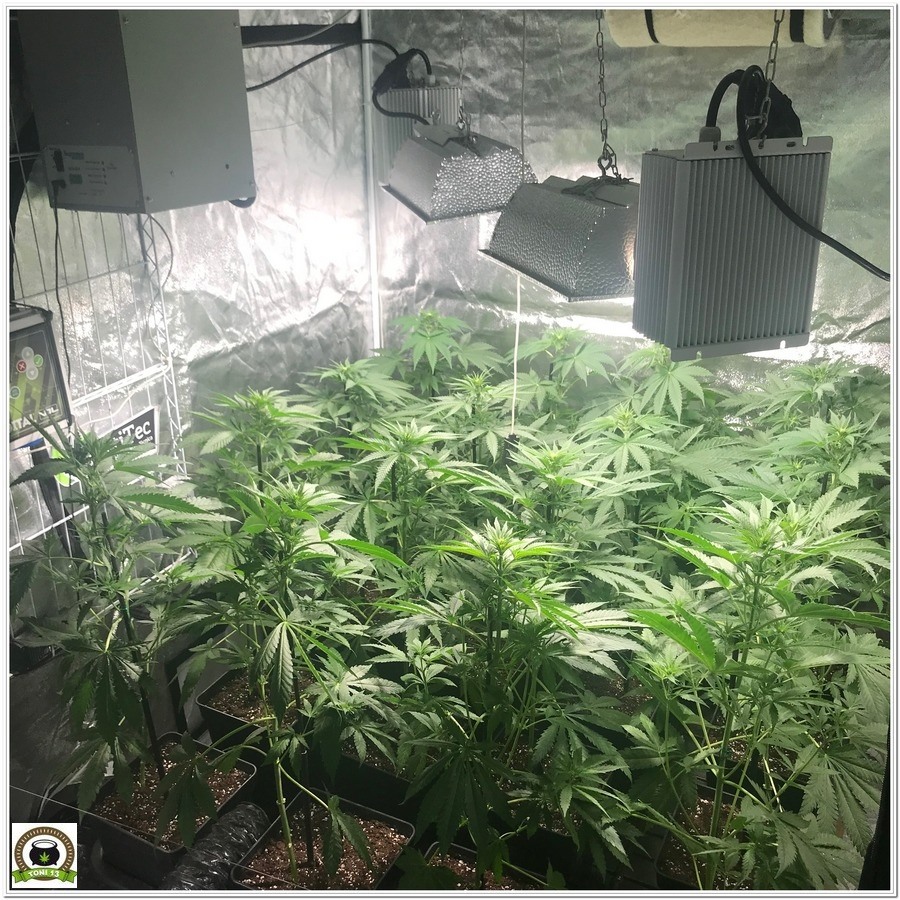 12- cultivo marihuana LEC Criti-13: Primeros 17 días de floración 3