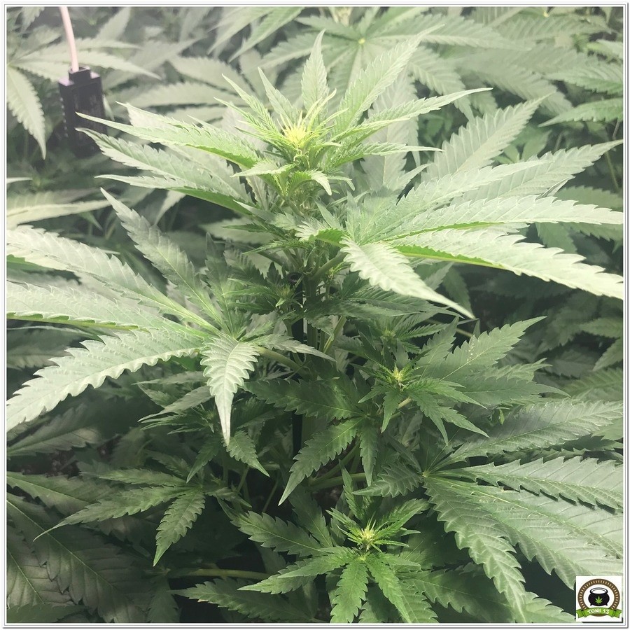 12-Seguimiento marihuana LEC “Criti-13”: Primeros 17 días de floración-4