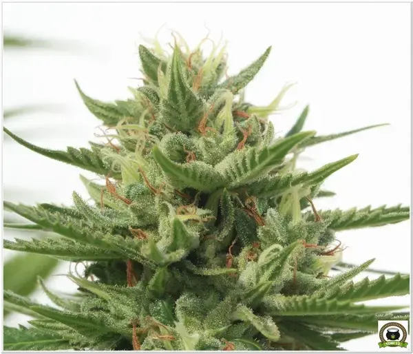 Variedad de marihuana Chizpa del banco de semillas Positronics 1
