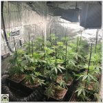 9- Seguimiento marihuana LEC Criti-13: Comienza la floración del cultivo