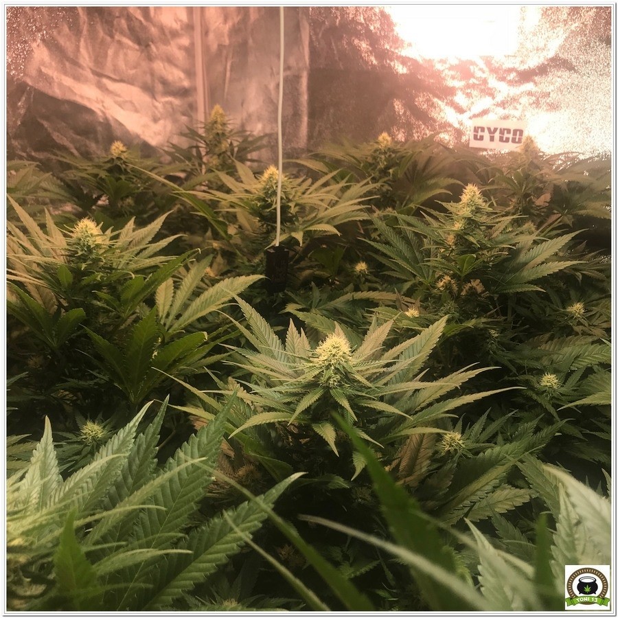 14-Seguimiento marihuana LEC Criti-13: 4º y 5º semana de floración-3
