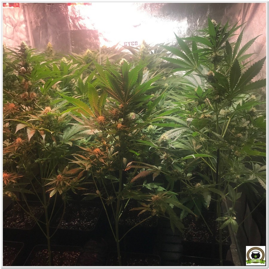 14-Seguimiento marihuana LEC Criti-13: 4º y 5º semana de floración-5