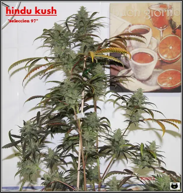 Cómo Abonar plantas de marihuana