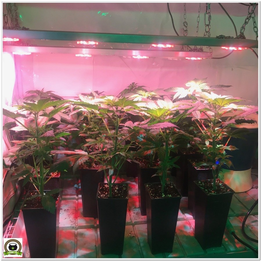 8-Cultivo marihuana medicinal con abonos Cyco-21