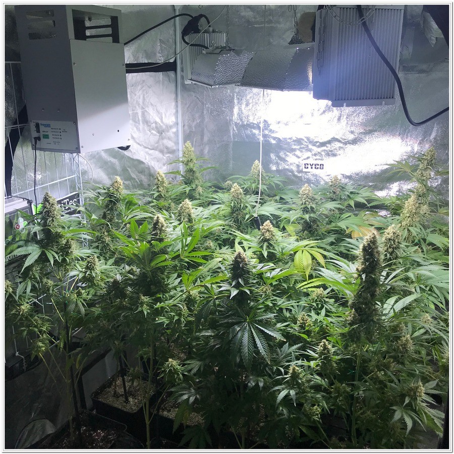 Como cultivar marihuana con iluminación LEC-1