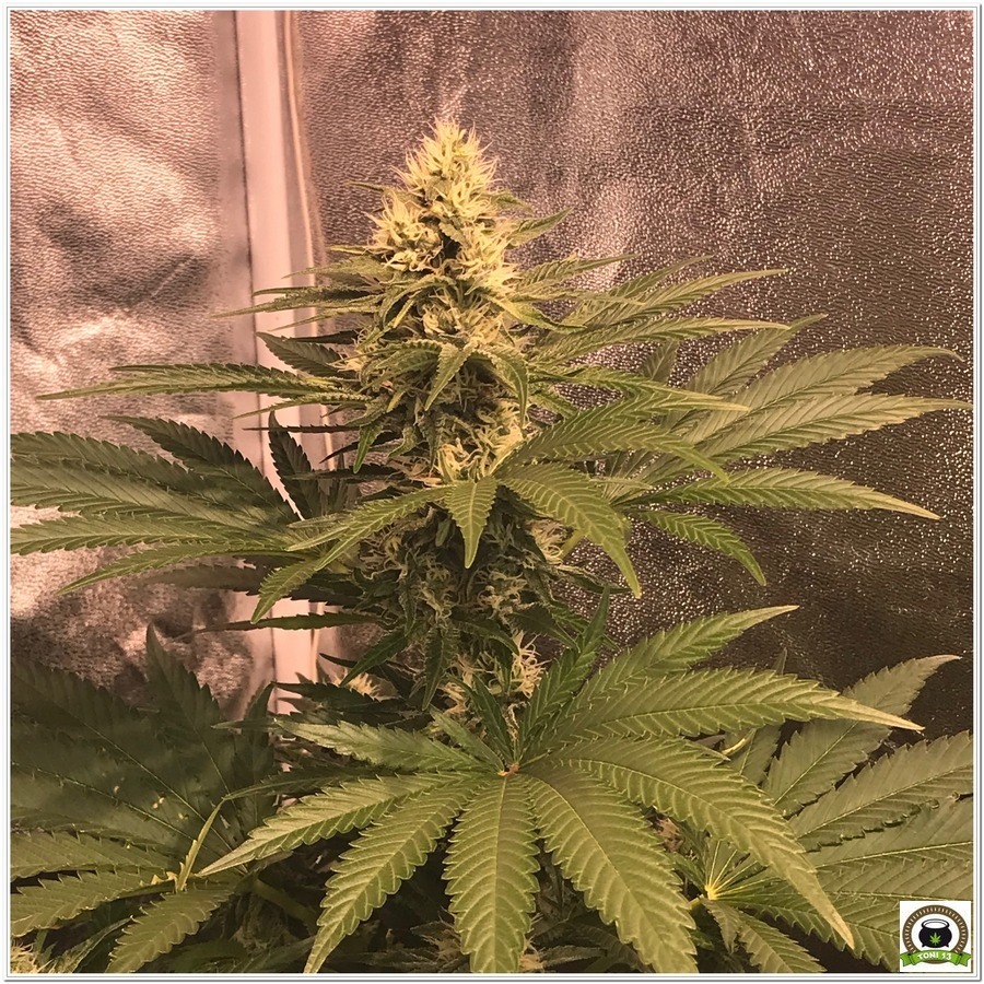 14-Seguimiento marihuana LEC Criti-13: 4º y 5º semana de floración-8