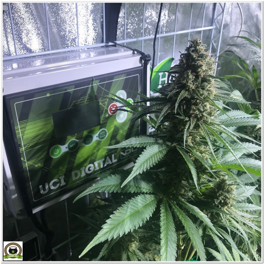 Cultivar marihuana con luminaria Lec: Las primeras impresiones de toni13-1